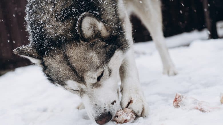 An Alaskan Malamute eating a bone in the snow