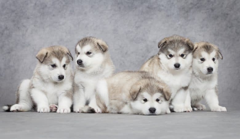Portrait of five Alaskan Malamute puppies 