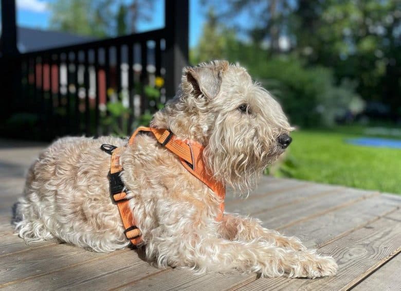 Wheaten Terrier laying on the deck