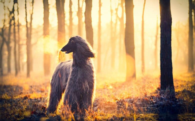 Amazing portrait of an Afghan Hound dog walking in the woods