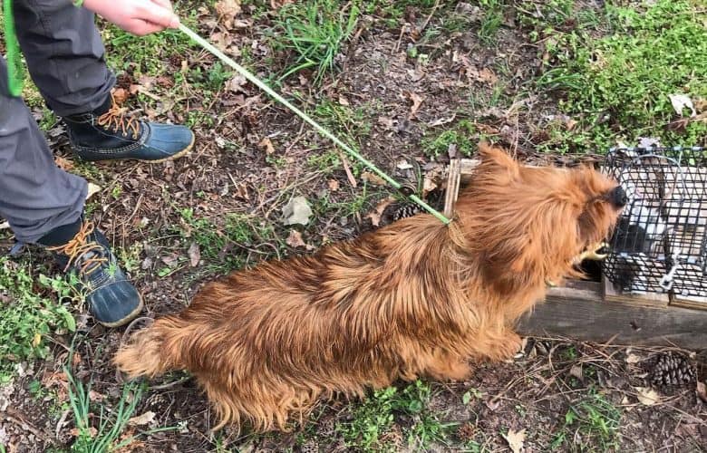 Australian Terrier dog learning their earthdog moves