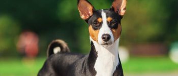 Basenji dog standing outside