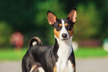Basenji dog standing outside