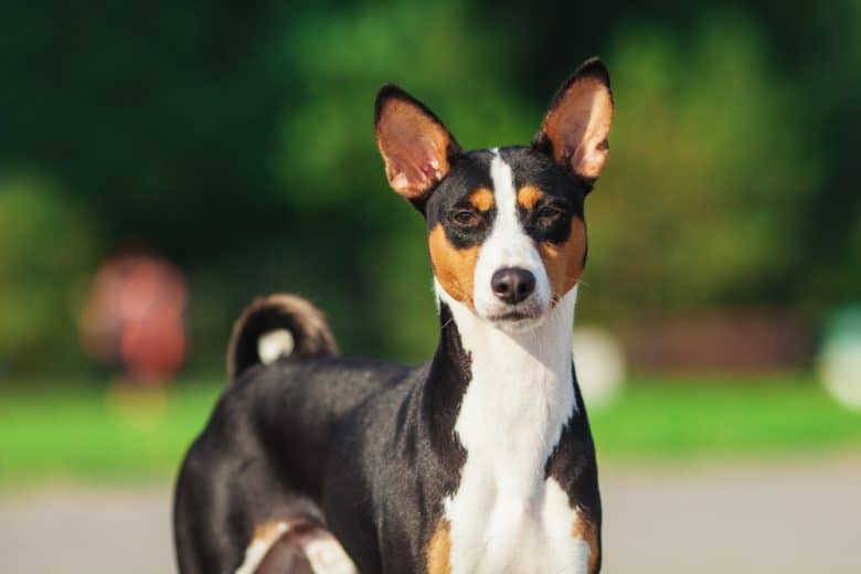 Basenji dog standing outside