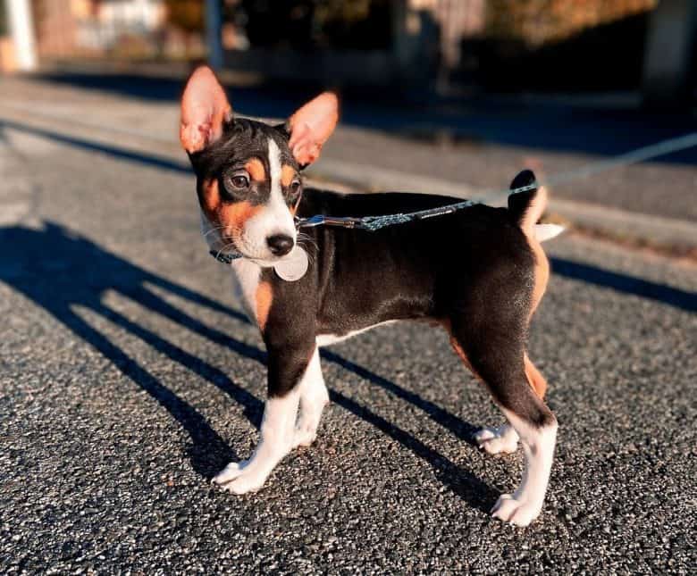 2 months old Basenji puppy
