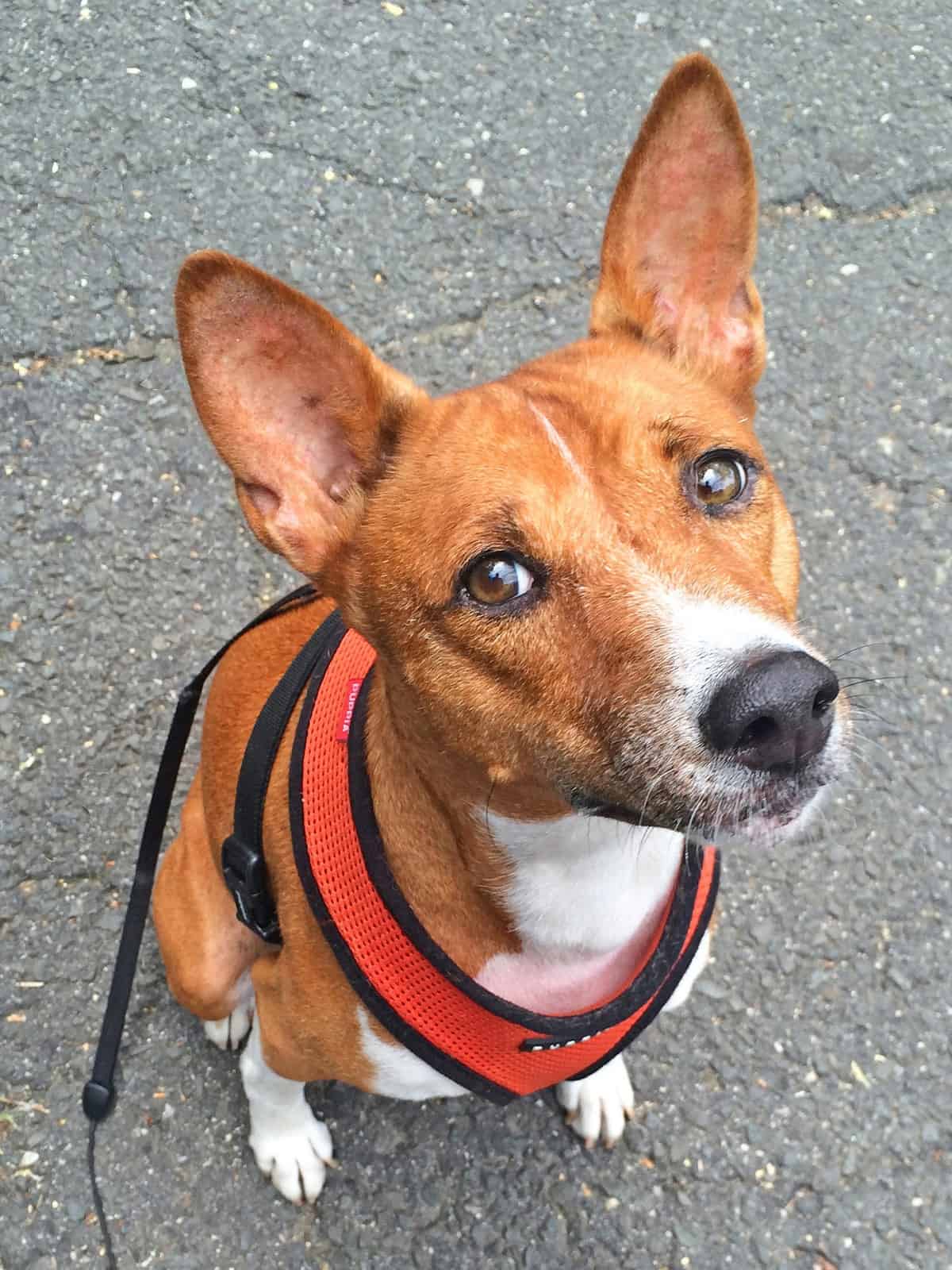 Basenji Dog Breed Information - K9 Web