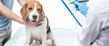 Beagle dog being checkup in a veterinary clinic