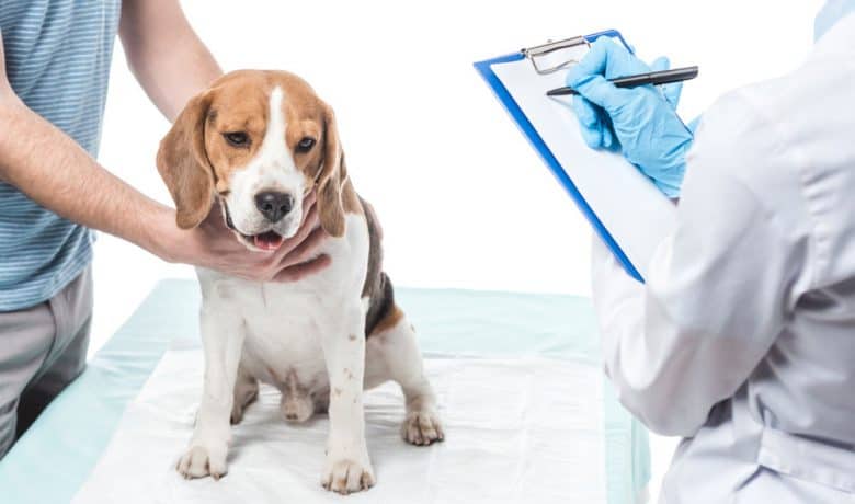 Beagle dog being checkup in a veterinary clinic