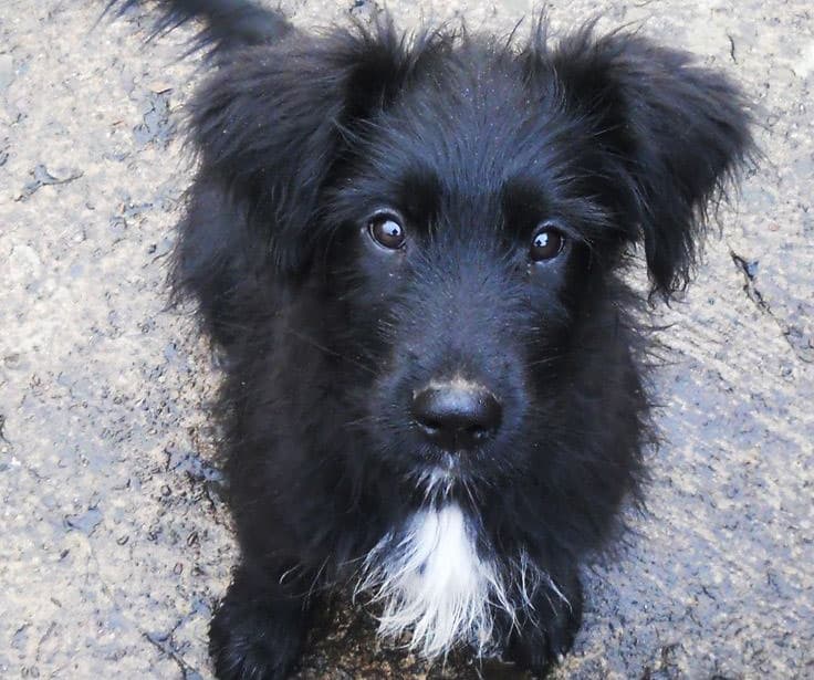 Bearded Collie & Briard mix puppy