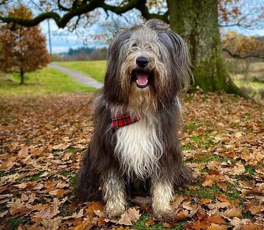 Cane Bearded Collie di nome Hamish
