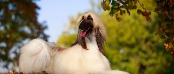 The beautiful Afghan Hound dog