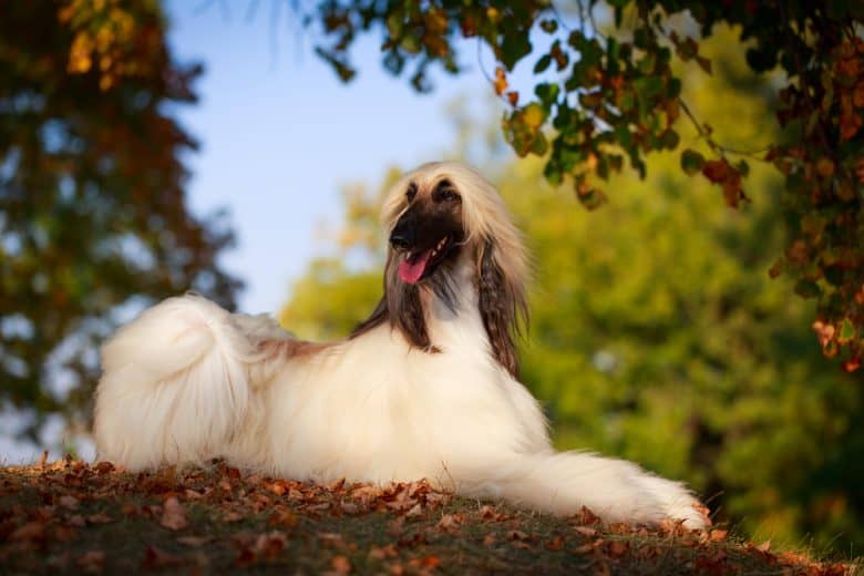 The magical Afghan Hound dog