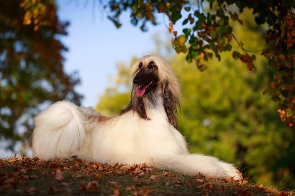Afghan Hound The dignified, glamorous, & delightful dog