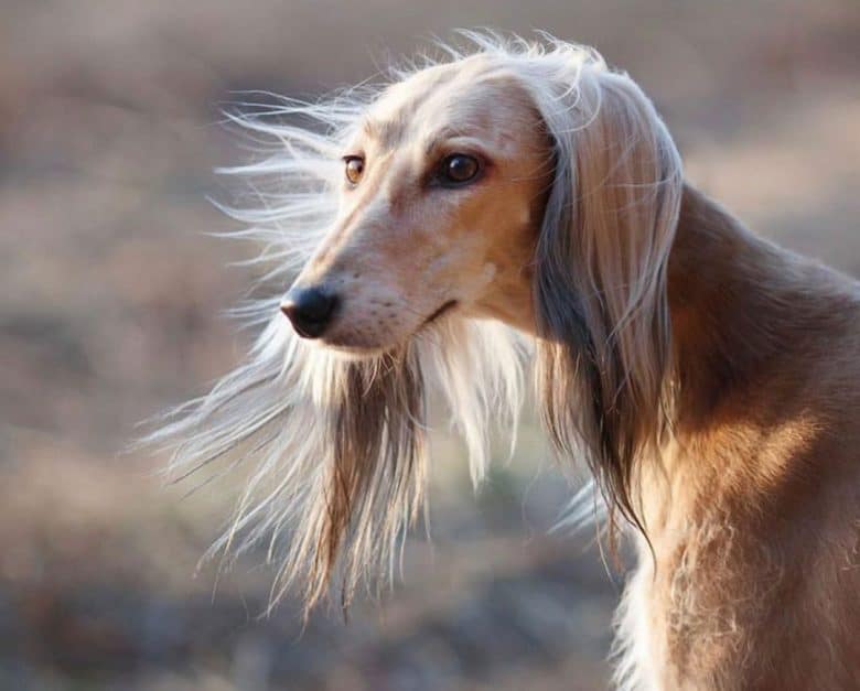 Saluki Dog Breed Info Meet The Royal Dog of Egypt K9 Web