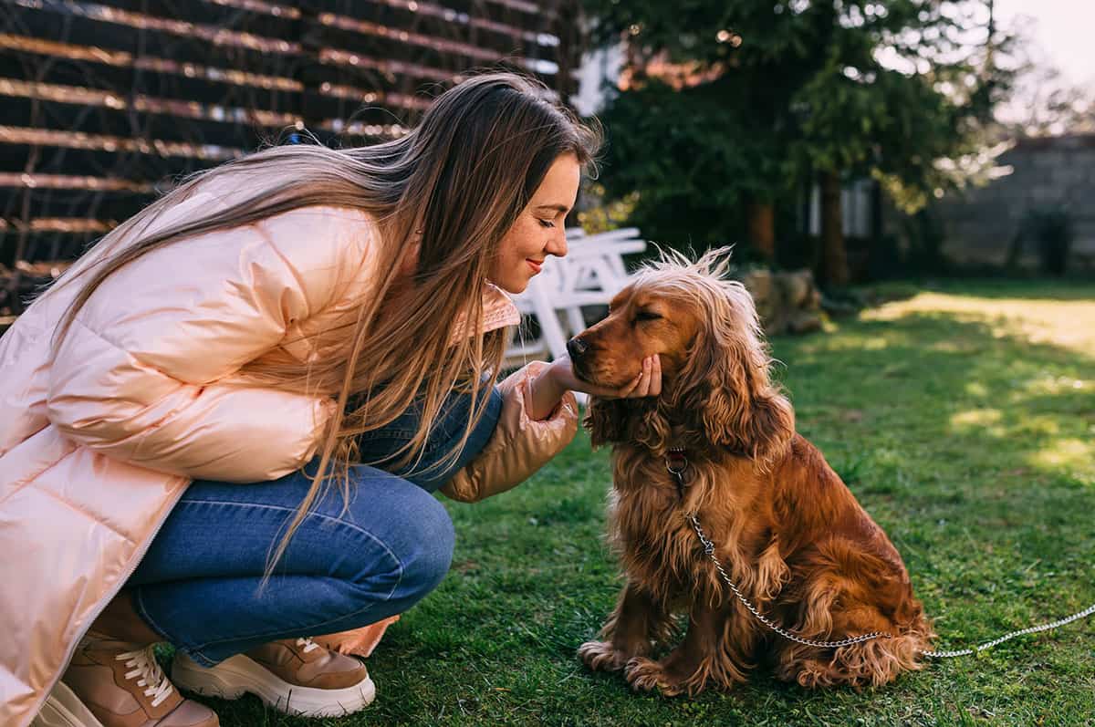 Is the English Cocker Spaniel a Good Companion? K9 