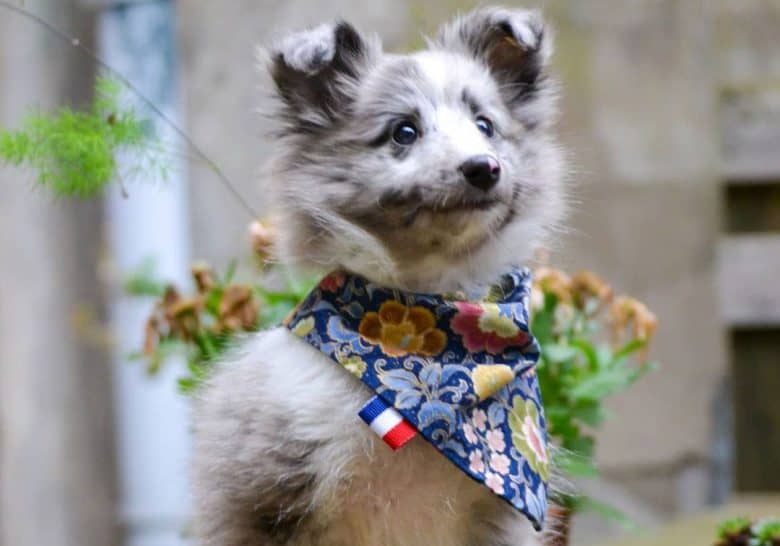 A Bi Blue Sheltie puppy wearing a scarf