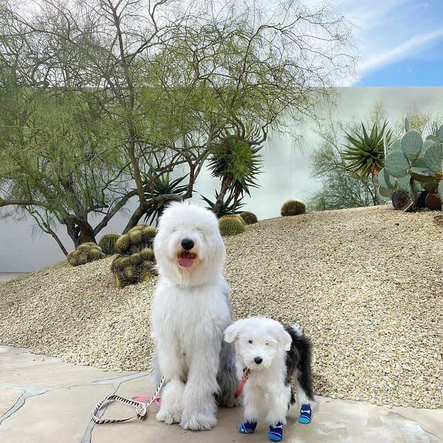 Grande e cucciolo di Old English Sheepdogs