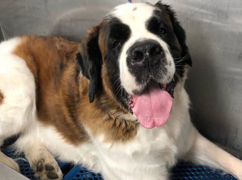 Big Saint Bernard dog at the grooming salon