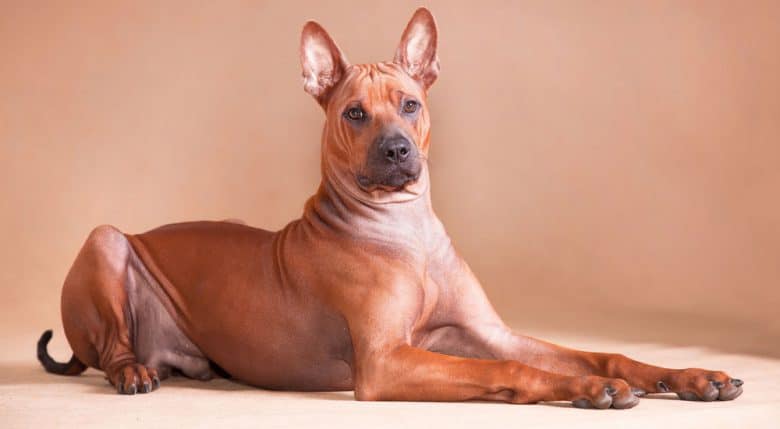 Big Thai Ridgeback dog lying down on the floor
