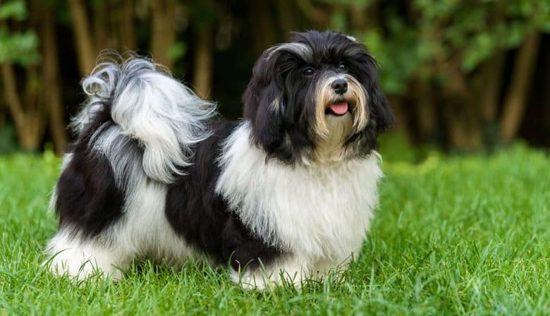 Black and white Havanese dog portrait