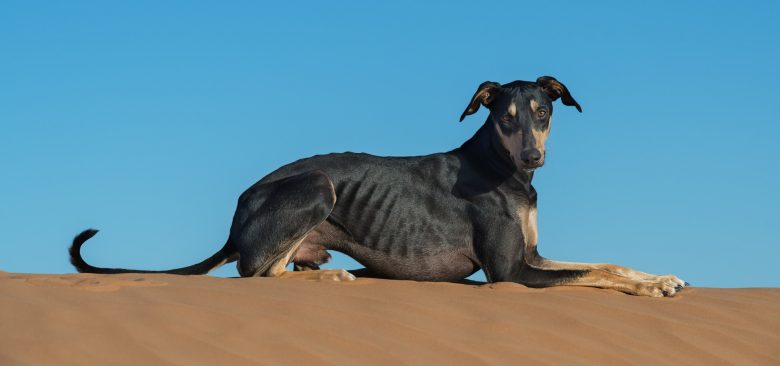 Black Sloughi dog on top of a sand dune