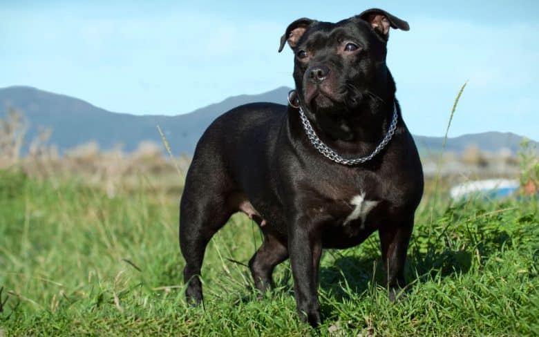 Black Staffordshire Bull Terrier dog standing on the grass