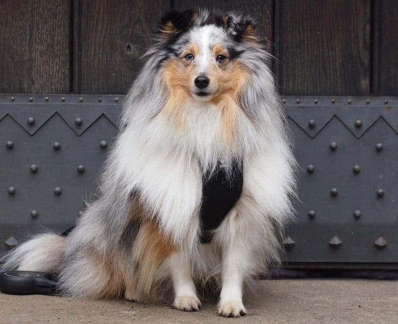 shetland sheepdog blue eyes