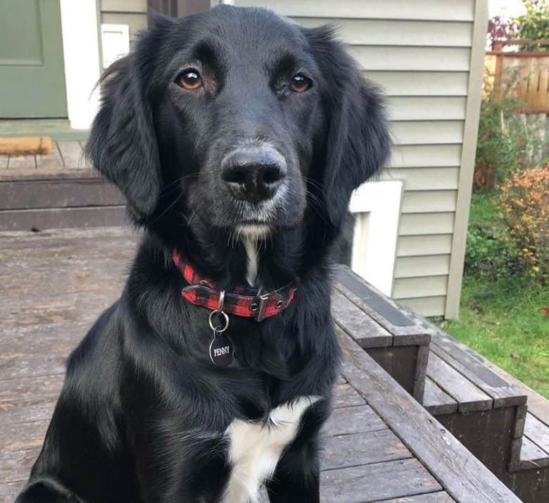 Border Collie and Irish Setter mix dog portrait