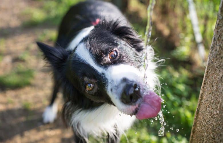 A Border Collie drinking water due to lyme disease