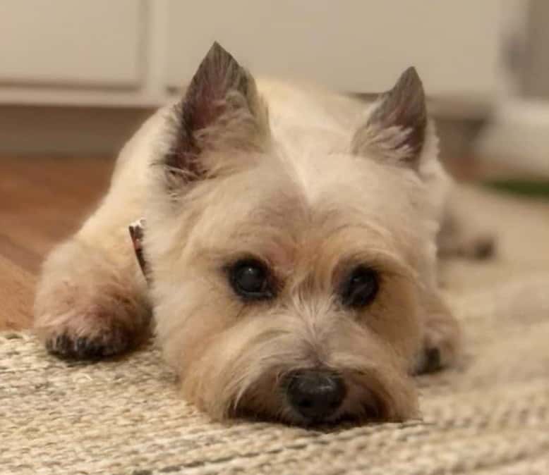 Bored Cairn Terrier puppy