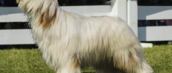 Beautiful White Briard dog