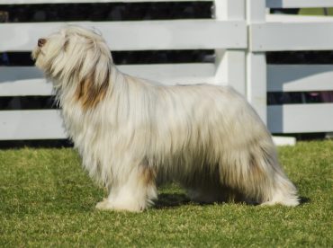 Beautiful White Briard dog