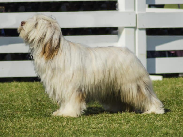 Beautiful white Briard dog