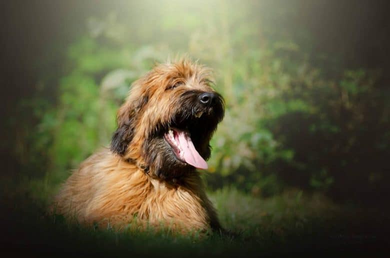 Briard dog enjoying outdoor