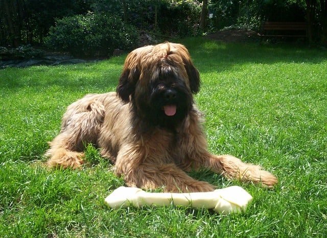 shaved briard