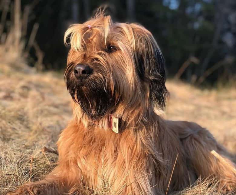 Briard dog resting outdoors