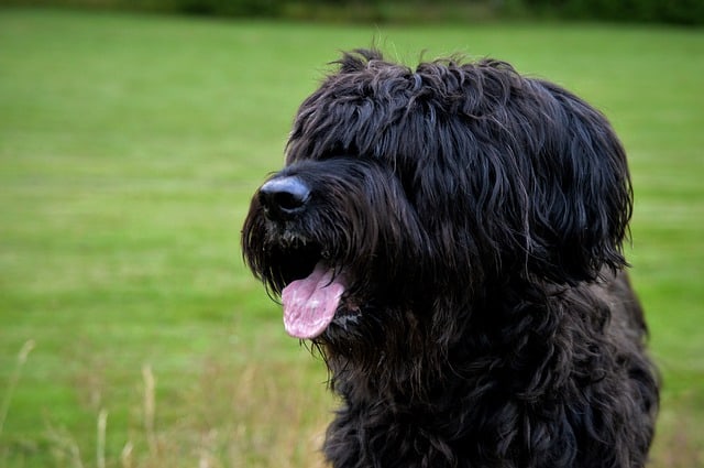 black briard puppy