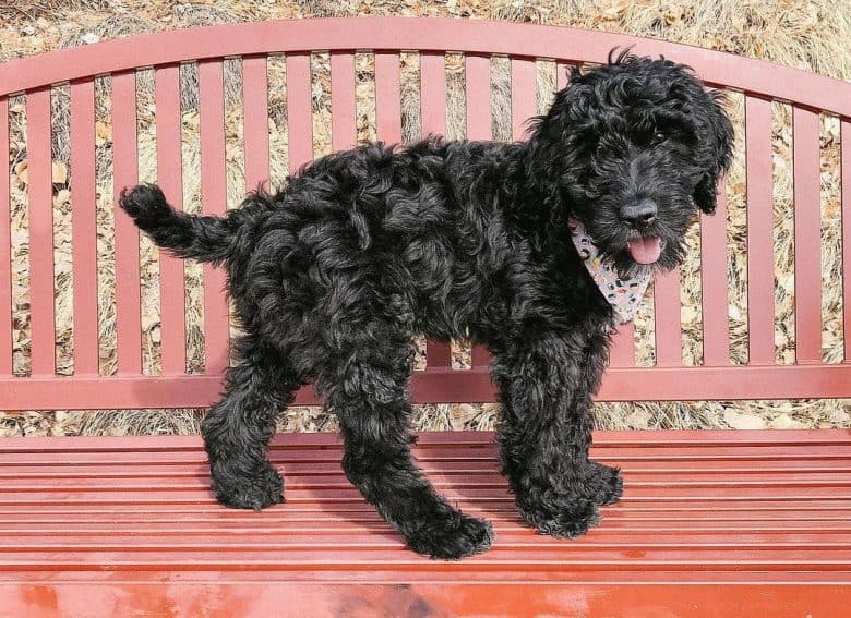 Briard Poodle mix dog on top of the bench