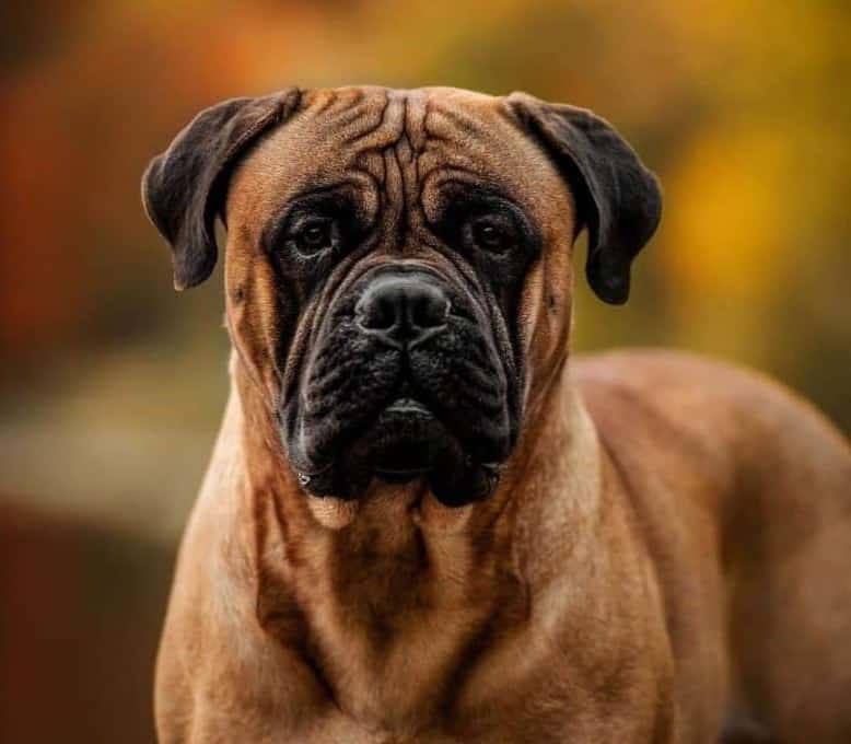 Bullmastiff standing half-body portrait