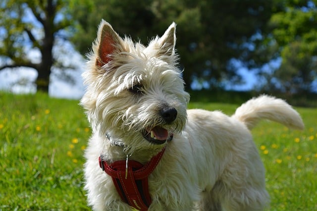 Cairn Terrier Dog Breed Information K9 Web