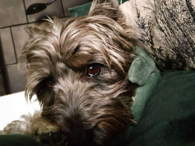 Cairn Terrier dog lying on the couch
