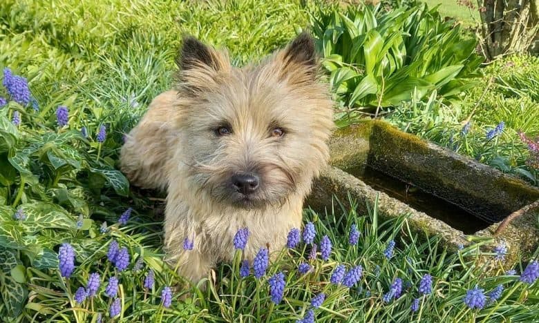 Cairn Terrier puppy