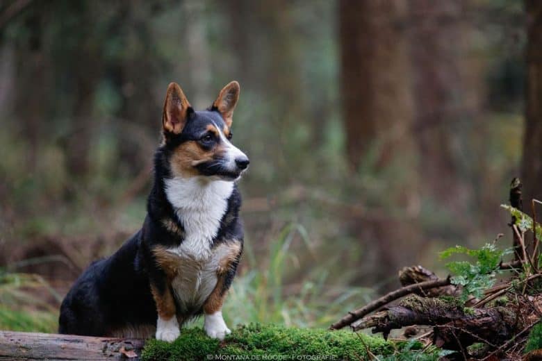 Cardigan Welsh Corgi posing in the forest