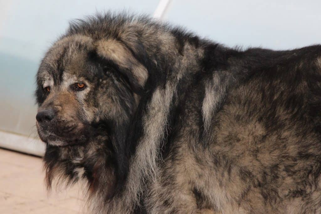 caucasian shepherd dog height