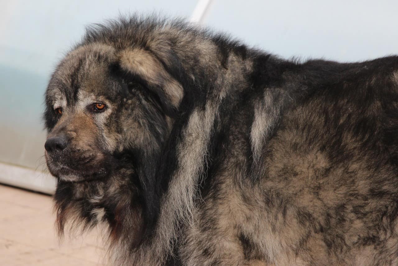 giant caucasian shepherd