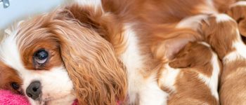 Cavalier King Charles Spaniel dog nursing her pups
