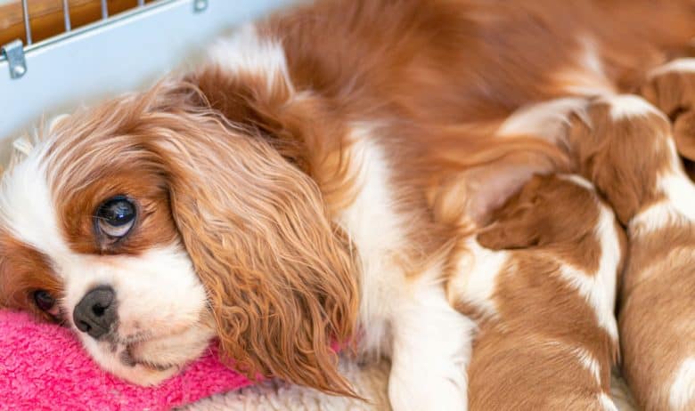 Cavalier King Charles Spaniel dog nursing her pups