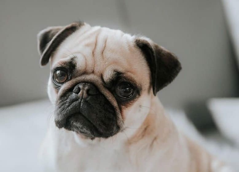 Charming Pug dog
