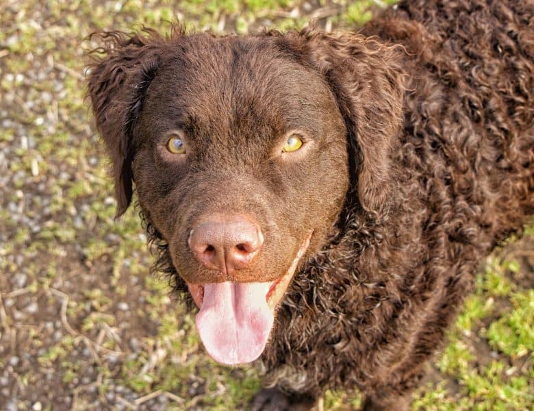Cheerful Curly Coated Retriever