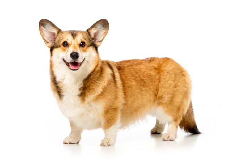 Cheerful Pembroke Welsh Corgi
